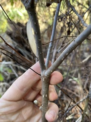 Cephalanthus occidentalis