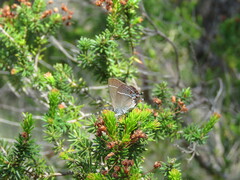 Satyrium spini