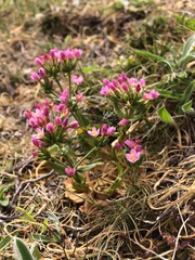 Centaurium littorale