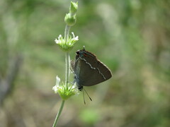 Satyrium spini