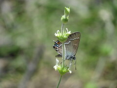 Satyrium spini