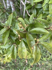 Myrcianthes fragrans