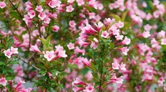 Weigela
