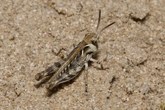 Dociostaurus brevicollis