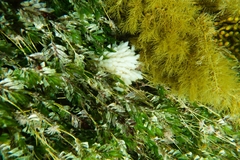 Sepioteuthis australis