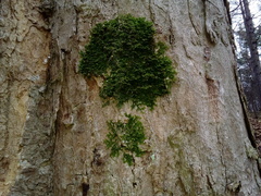 Porella platyphylla