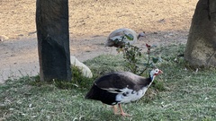 Numida meleagris domesticus