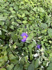 Thunbergia erecta