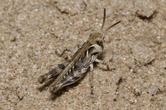 Dociostaurus brevicollis