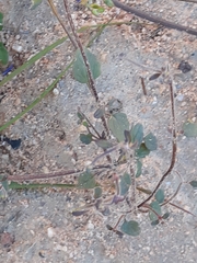 Hemimeris sabulosa