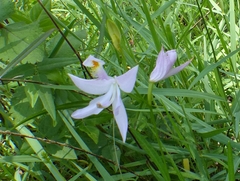 Calopogon tuberosus tuberosus