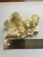 Favolus brasiliensis