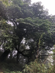 Trochodendron aralioides