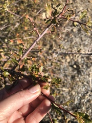 Quercus berberidifolia