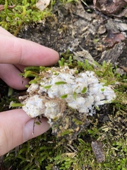 Merulius tremellosus
