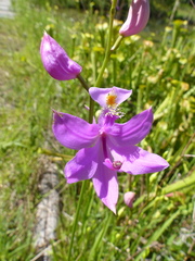 Calopogon tuberosus