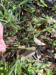 Setaria parviflora