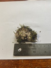 Merulius tremellosus