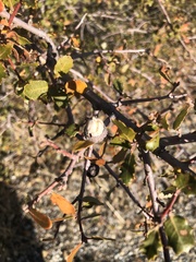Quercus berberidifolia