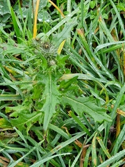 Carduus crispus