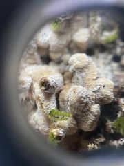 Merulius tremellosus