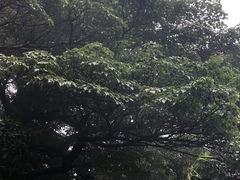 Trochodendron aralioides