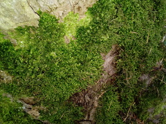Porella platyphylla