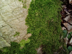 Porella platyphylla