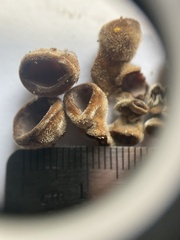 Auricularia mesenterica