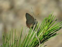 Satyrium esculi