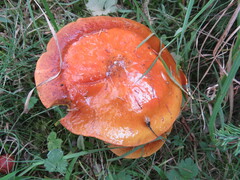 Suillus clintonianus