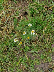Tripleurospermum maritimum