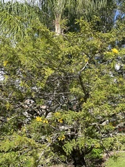 Vachellia