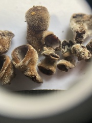 Auricularia mesenterica