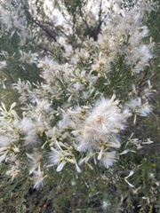 Baccharis pilularis