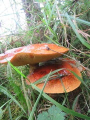 Suillus clintonianus