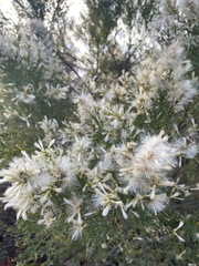 Baccharis pilularis