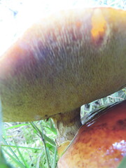 Suillus clintonianus