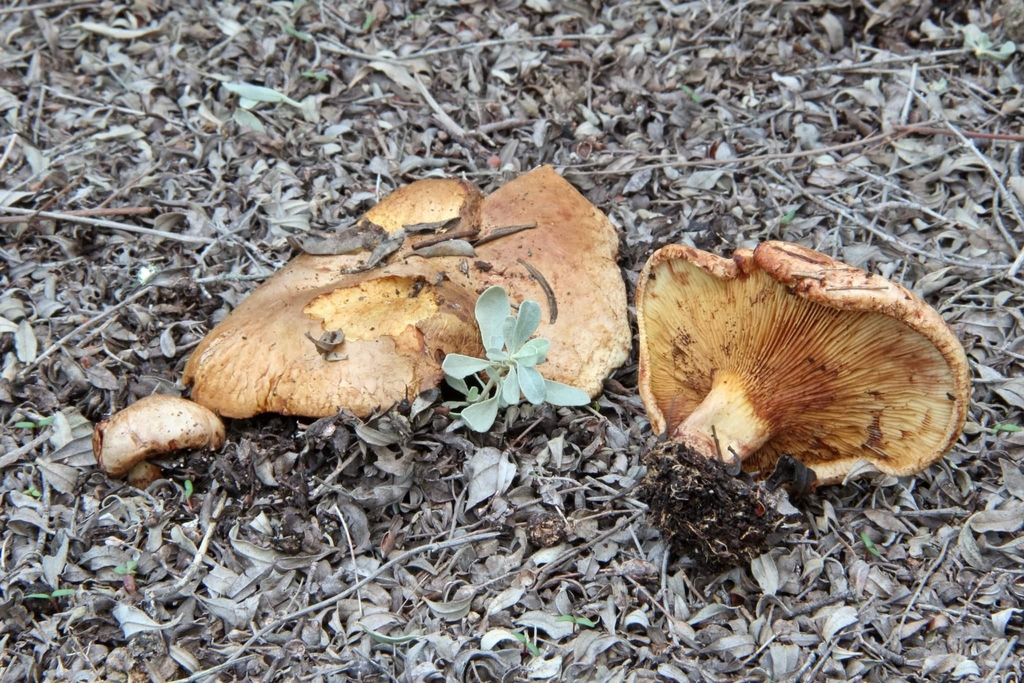 Paxillaceae