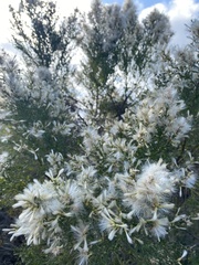 Baccharis pilularis