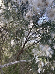 Baccharis pilularis