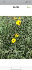 Coreopsis basalis