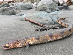 Ophichthus triserialis