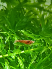 Neocaridina davidi