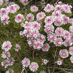 Serruria phylicoides