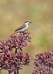 Lanius phoenicuroides