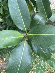Ficus aurea