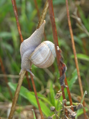 Helix pomatia