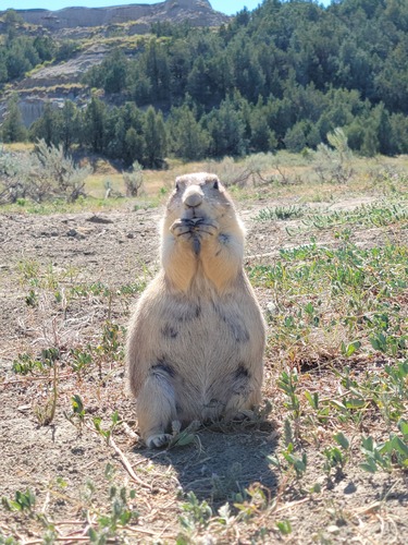 Black-tailed Prairie Dog photographed in North Dakota