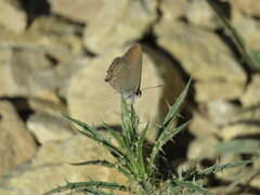 Satyrium esculi